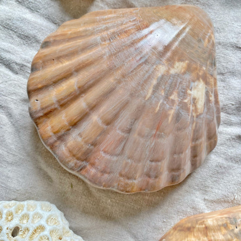 Coquille Saint Jacques trompe l’œil