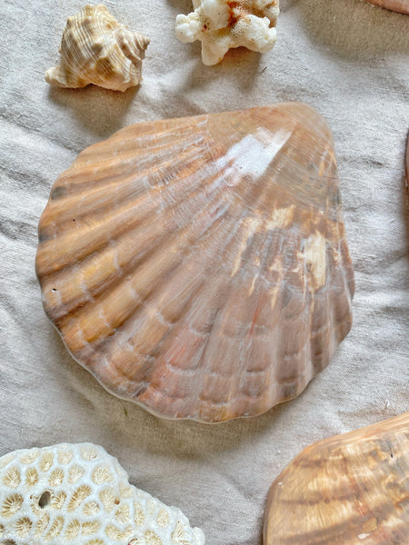 Coquille Saint Jacques trompe l’œil