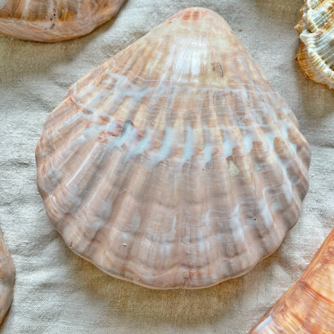 Coquille Saint Jacques trompe l’œil