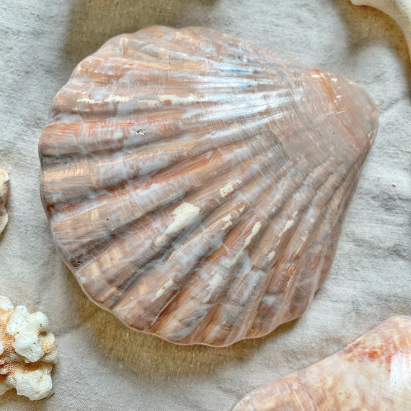 Coquille Saint Jacques trompe l’œil