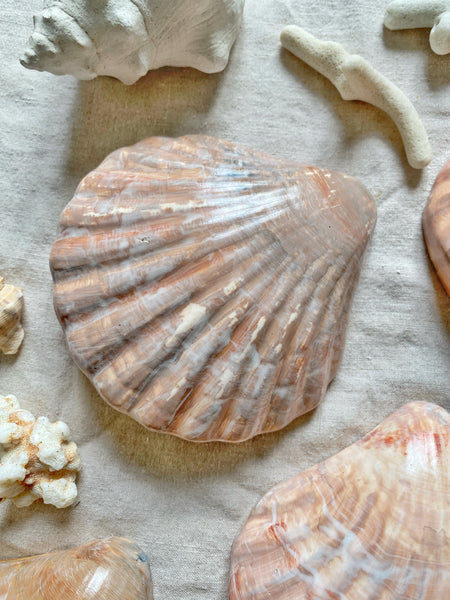Coquille Saint Jacques trompe l’œil