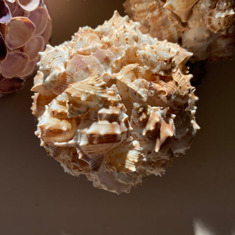 Boule coquillage