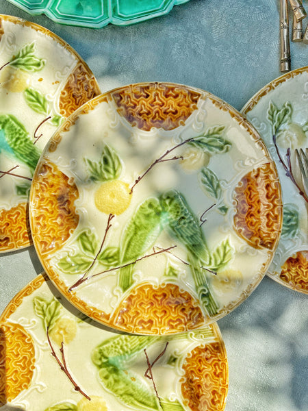 12 assiettes barbotine perruche
